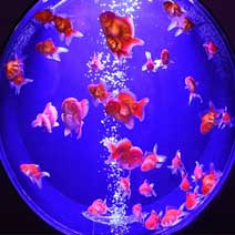 Аквариумы под заказ. Террариумы под заказю Крышки для аквариумов.